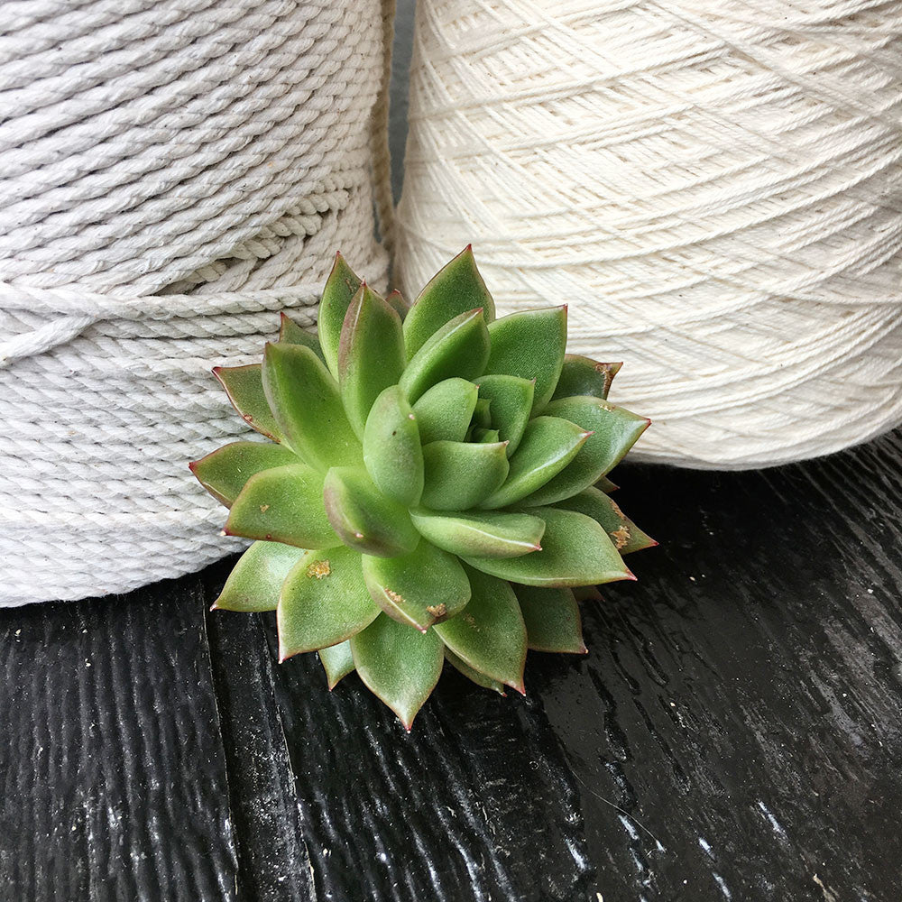 DIY: How To Fix An Ugly Succulent