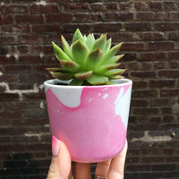 ugly succulent photos Brooklyn Craft Company