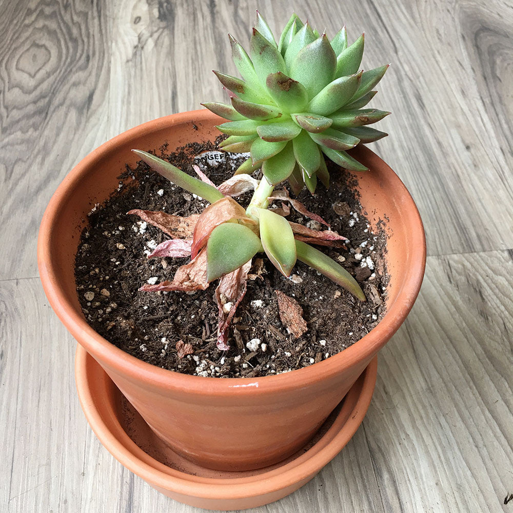 ugly succulent photos Brooklyn Craft Company