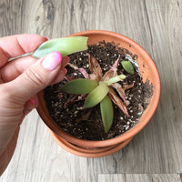 ugly succulent photos Brooklyn Craft Company