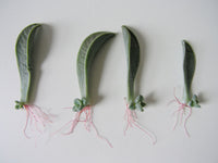 ugly succulent photos Brooklyn Craft Company